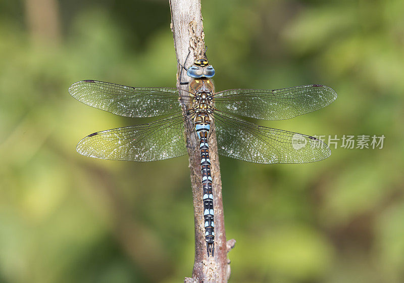 迁徙小贩蜻蜓(Aeshna mixta)